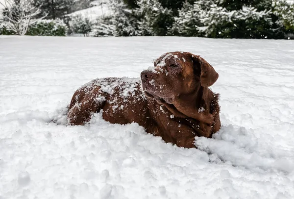 Γέρικο Σκυλί Σοκολάτα Labrador Retriever Ξαπλωμένη Στο Χιόνι Κάτω Από — Φωτογραφία Αρχείου