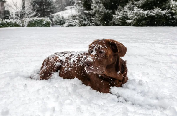 Старая Шоколадная Собака Лабрадор Лежащая Снегу Снегопадом — стоковое фото
