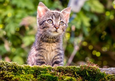 Bahçe yeşil zemin üzerine de bir küçük kedi.