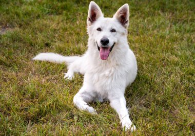Beyaz İsviçre çoban köpeği açık alanında.