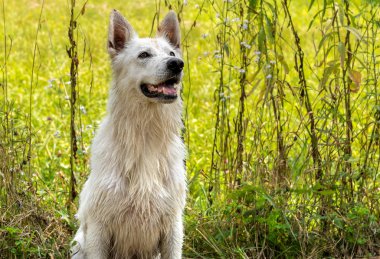Beyaz İsviçre çoban köpeği açık alanında.