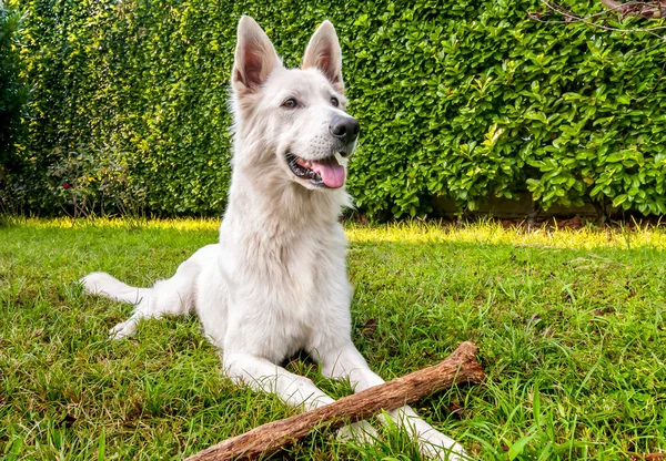 Perro Pastor Suizo Blanco Aire Libre Con Palo Campo —  Fotos de Stock