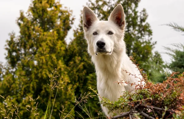 Cão Pastor Suíço Branco Livre Campo — Fotografia de Stock