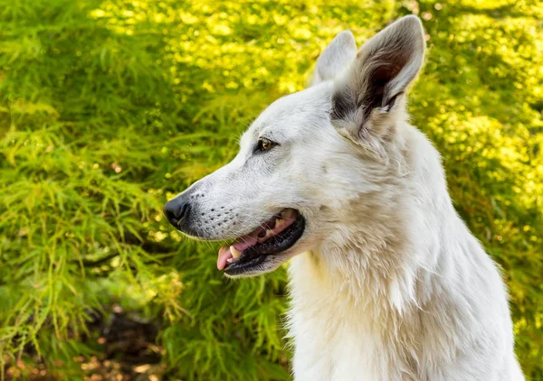 Biały Owczarek Szwajcarski Pies Profil Naturalne Tło Zielony — Zdjęcie stockowe