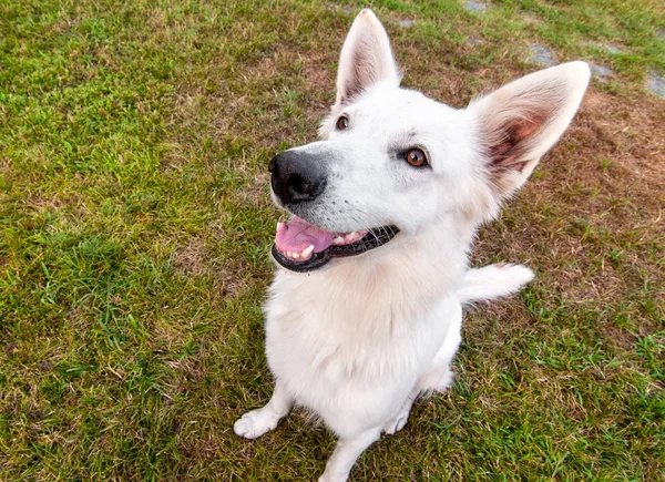 Chien Berger Suisse Blanc Plein Air Sur Terrain — Photo