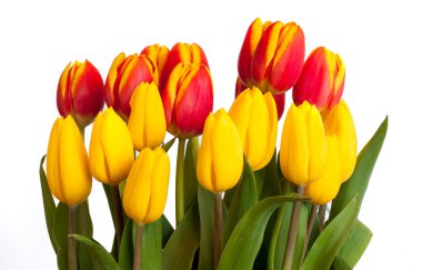 Beyaz arka plan üzerinde izole kırmızı ve Sarı Lale buketi.