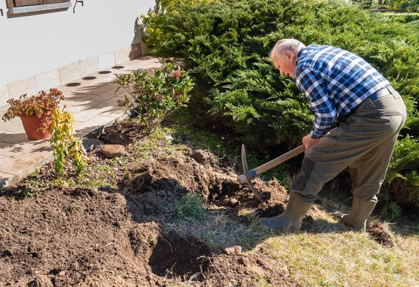 Senior Mannen Fungerar Med Yxa Trädgård Våren Blomma Transplantationen — Stockfoto