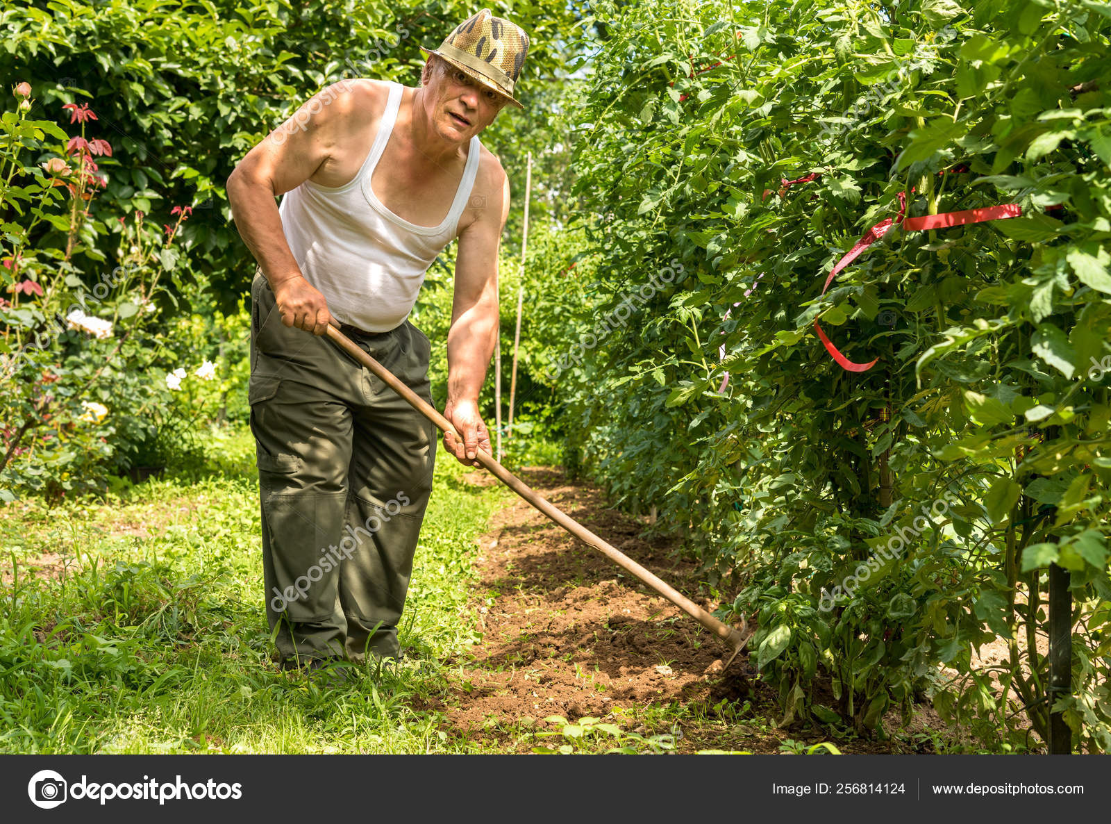 Senior Man Tilling Soil Garden Hot Summer Day Stock Photo