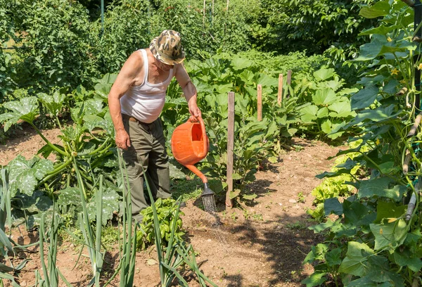 Hombre Mayor Está Regando Huerta Día Caluroso Verano — Foto de Stock