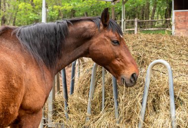 Bir çiftlik ahırsaman yiyor kahverengi bir at profili.