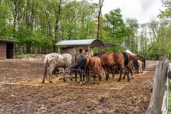 Grupo Diferentes Caballos Fuera Comiendo Heno Establo Granja — Foto de Stock