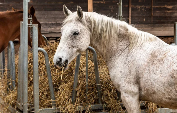 Белая Лошадь Снаружи Ест Сено Фермерской Конюшне — стоковое фото