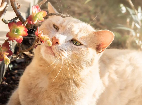 Rode Kat Met Groene Ogen Liggend Grond Zachte Focus — Stockfoto