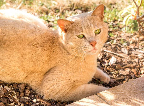 Red Cat Green Eyes Lying Ground Soft Focus — Stock Photo, Image