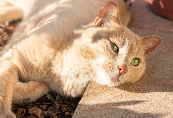Yeşil gözlü kırmızı kedi yerde yatan - yumuşak odak
