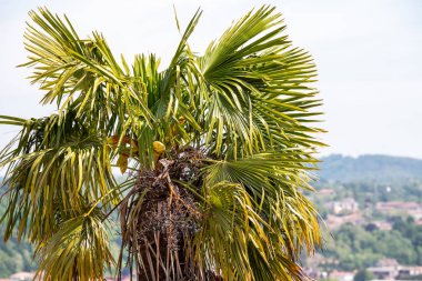 Güneş ışığıyla aydınlatılan büyük palmiye ağacının yakın çekimi.
