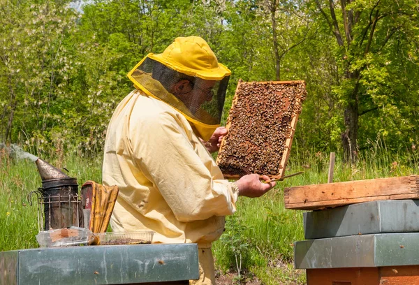 Arıcı Apiary Üzerinde Arı Lar Arı Kovanları Ile Çalışıyor Arıcılık — Stok fotoğraf