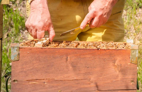 Arıcı Apiary Üzerinde Arı Lar Arı Kovanları Ile Çalışıyor Arıcılık — Stok fotoğraf