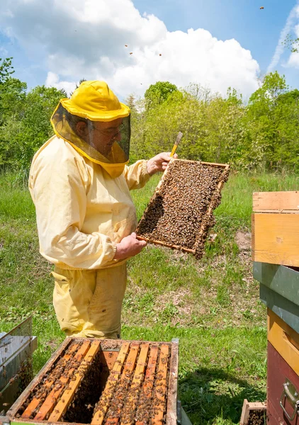 Pszczelarz Pracuje Pszczołami Uli Pasiek Koncepcja Pszczelarstwa — Zdjęcie stockowe