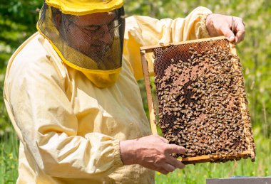 Arıcı apiary üzerinde arı lar ve arı kovanları ile çalışıyor. Arıcılık kavramı.