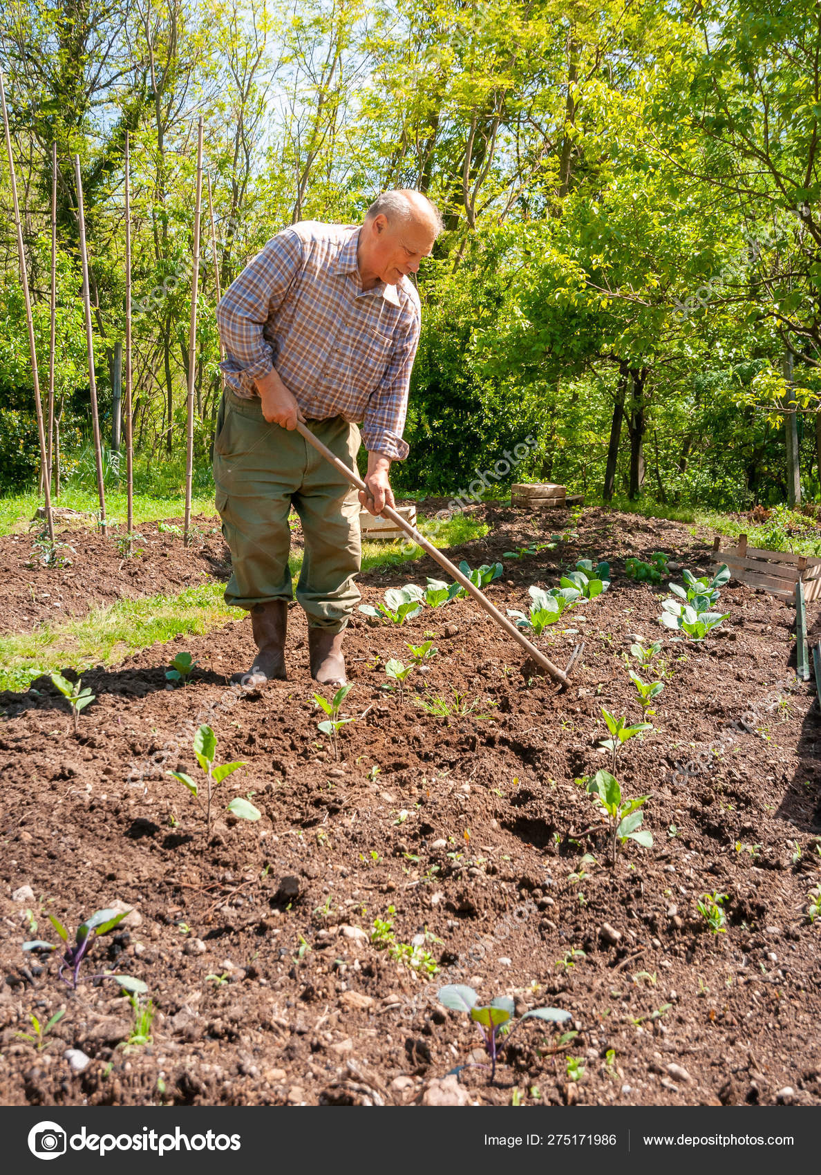 Senior Gardener Tilling Soil Garden Spring Garden Concept Stock