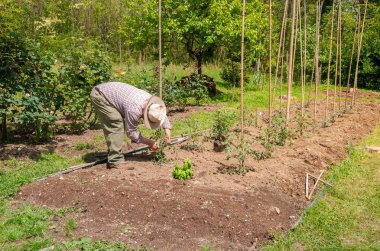 Bahçede çalışan kıdemli bahçıvan. Bahar bahçesi konsepti.