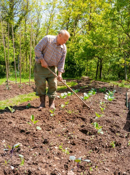 Senior gardener tilling the soil in the garden. Spring garden concept.