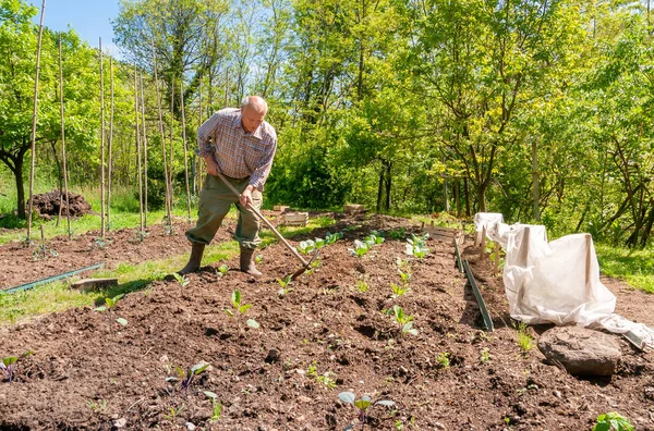 Jardinero Mayor Labrando Suelo Jardín Concepto Jardín Primavera — Foto de Stock