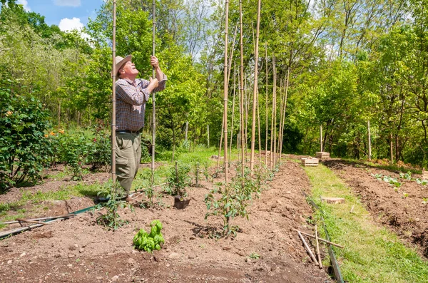 Jardinero Senior Trabajando Jardín Concepto Jardín Primavera — Foto de Stock