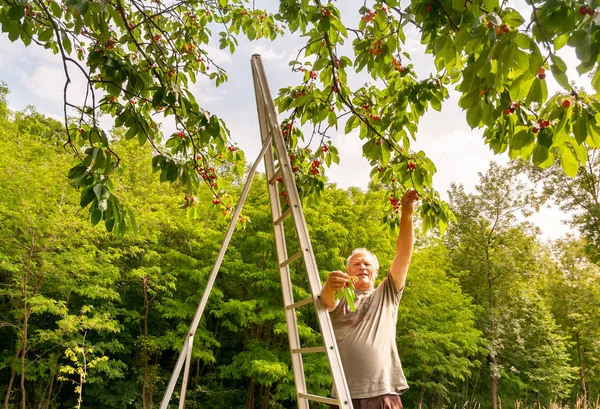 Hombre Mayor Recogiendo Cerezas Del Cerezo Jardín — Foto de Stock