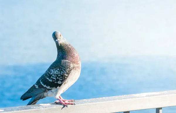 Lone Pigeon Blue Background — Stock Photo, Image