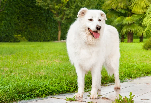 Dorosły Sheepdog Maremma Stojący Ogrodzie — Zdjęcie stockowe