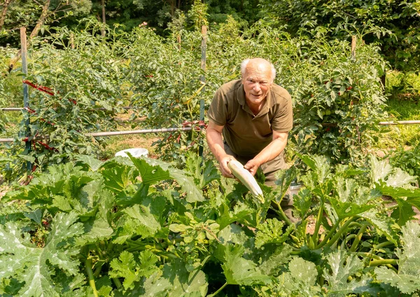 Hombre Mayor Está Recogiendo Calabacín Médula Orgánica Blanca Jardín Verduras — Foto de Stock