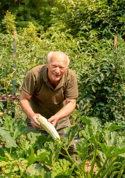 Hombre Mayor Está Recogiendo Calabacín Médula Orgánica Blanca Jardín Verduras — Foto de Stock