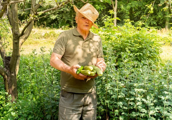 Homme Âgé Avec Des Courgettes Fraîchement Cueillies Dans Potager Récolte — Photo