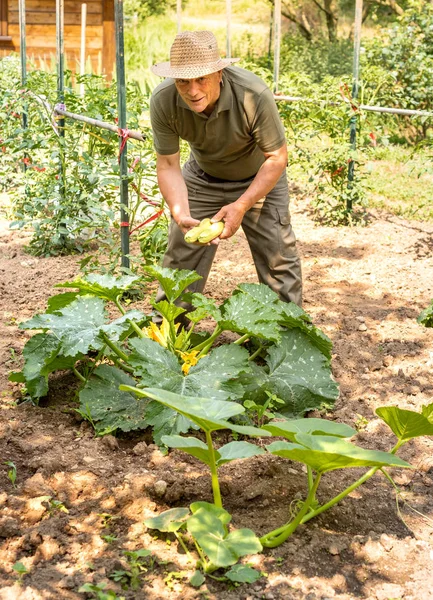 Starší Muž Sbírá Bílé Organické Kostní Dřeně Zeleninové Zahrádce Letní — Stock fotografie