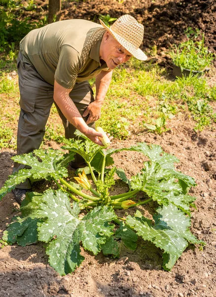 Homem Idoso Está Coletando Abobrinha Medula Orgânica Branca Horta Legumes — Fotografia de Stock