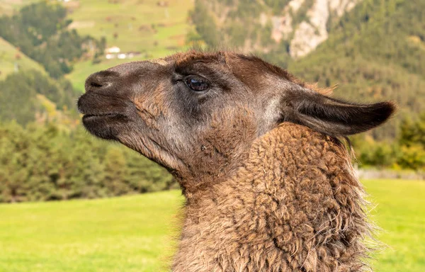 Retrato Lama Marrón Campo Del Tirol Del Sur Naturaleza Salvaje —  Fotos de Stock