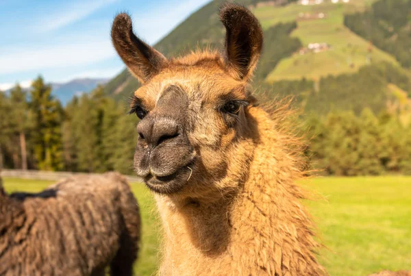 Retrato Lama Marrón Campo Del Tirol Del Sur Naturaleza Salvaje —  Fotos de Stock