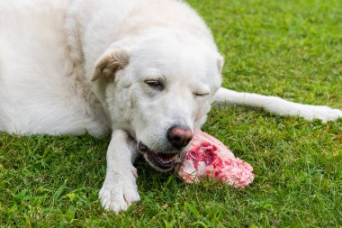 Maremma Çoban Köpeği bahçedeki çimlerin üzerinde et kemiğini çiğniyor..