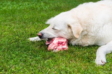 Maremma Çoban Köpeği bahçedeki çimlerin üzerinde et kemiğini çiğniyor..