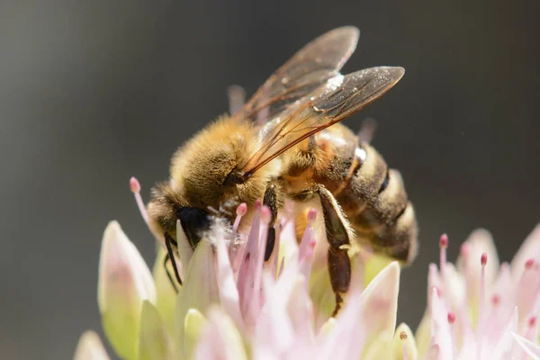 Détail Miel Abeille Sur Fleur Dans Jardin — Photo