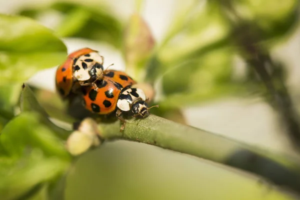 Makro Detail Dvou Berušky Větvičku — Stock fotografie