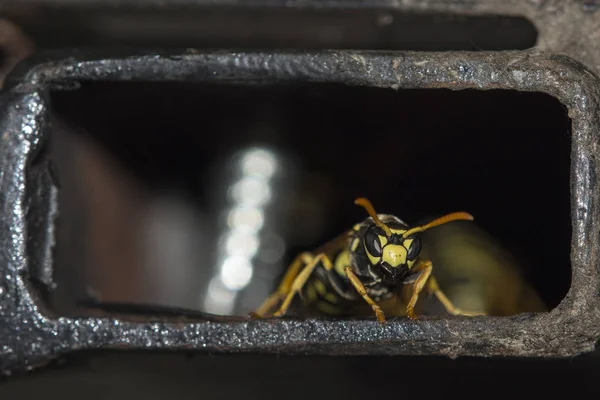 stock image Macro detail of wasp in iron pipeline