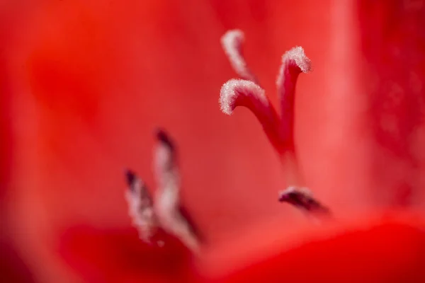 Makró Részlete Gladiola Szirmok Esküvői Virág — Stock Fotó