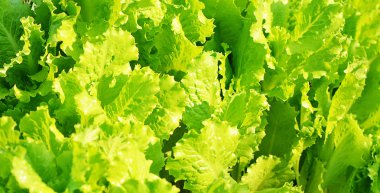 Taze marul bir bahçe yakın çekim