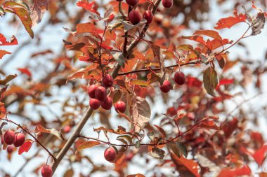 Pissard Erik veya kırmızı yapraklı Erik