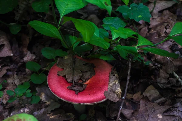 Jamur Russula dengan topi merah muda. Jamur di lingkungan alam . — Stok Foto