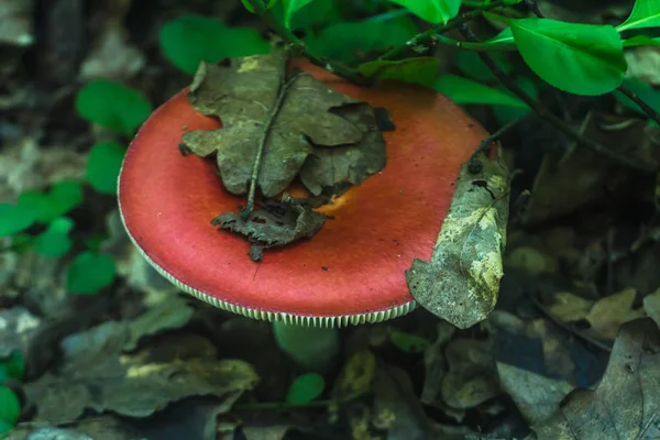 Mushroom russula with pink-red hat — Stock Photo, Image