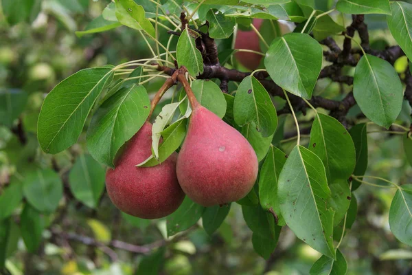 İki kırmızı armut dal